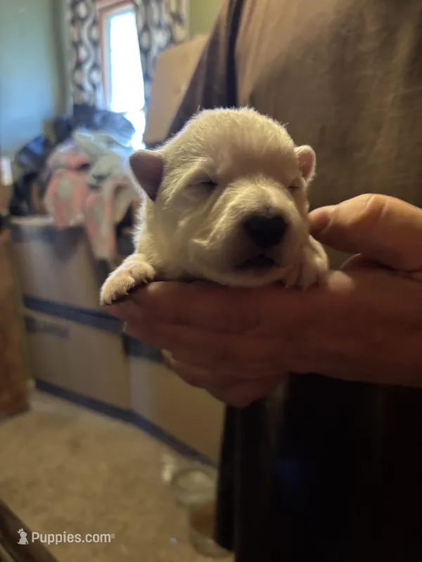 Mayham  – German Shepherd Dog puppy for sale in Richland Center, WI