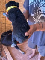 Shelby AKC , a female German Shepherd Dog for sale in Asher, OK – 5 of 10