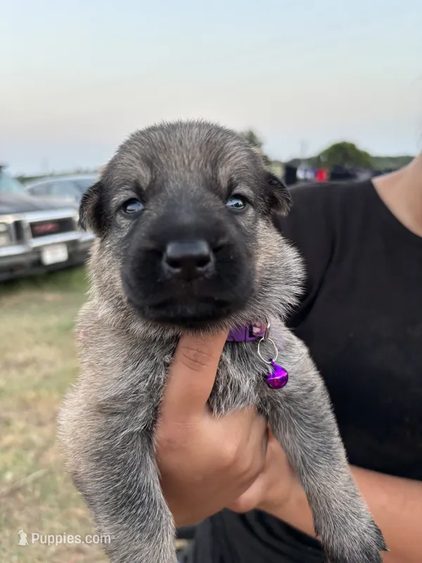 Maddy – German Shepherd Dog puppy for sale in Asher, OK