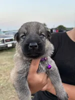 Maddy, a female German Shepherd Dog for sale in Asher, OK – 1 of 7