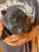 Dale AKC , a male German Shepherd Dog for sale in Asher, OK – 3 of 10