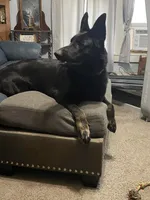 Hemi AKC, a male German Shepherd Dog for sale in Asher, OK – 7 of 10