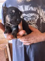 Chevy AKC , a male German Shepherd Dog for sale in Asher, OK – 3 of 9
