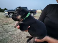 Boomer, a male German Shepherd Dog for sale in Asher, OK – 2 of 7