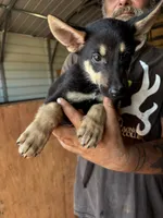 Gracie, a female German Shepherd Dog for sale in Asher, OK – 2 of 9