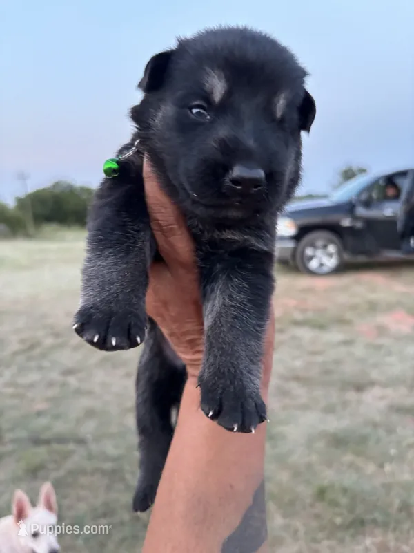 Frank – German Shepherd Dog puppy for sale in Asher, OK