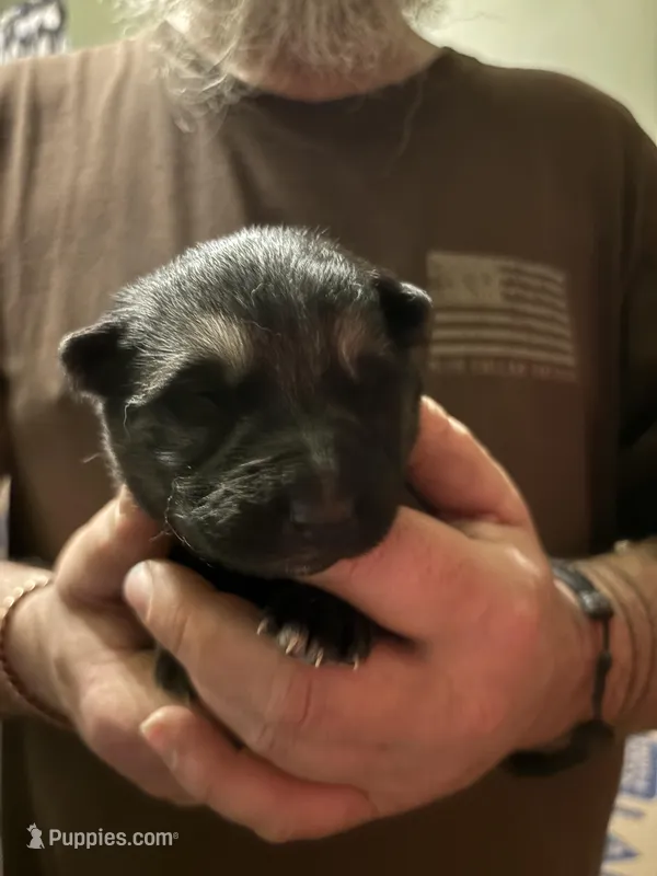 Raven  – German Shepherd Dog puppy for sale in Richland Center, WI