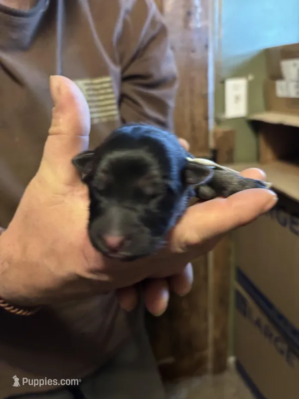 Raven  – German Shepherd Dog puppy for sale in Richland Center, WI