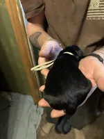 Raven , a female German Shepherd Dog for sale in Richland Center, WI – Photo 3 of 7