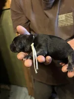 Raven , a female German Shepherd Dog for sale in Richland Center, WI – Photo 2 of 7