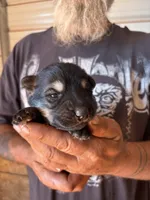 Shelby AKC , a female German Shepherd Dog for sale in Asher, OK – 3 of 10