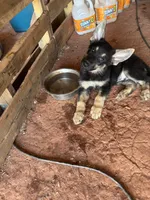 Titan, a male German Shepherd Dog for sale in Asher, OK – 3 of 9