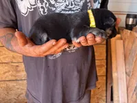 Shelby AKC , a female German Shepherd Dog for sale in Asher, OK – 2 of 10