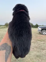 Sooner, a male German Shepherd Dog for sale in Asher, OK – 2 of 7
