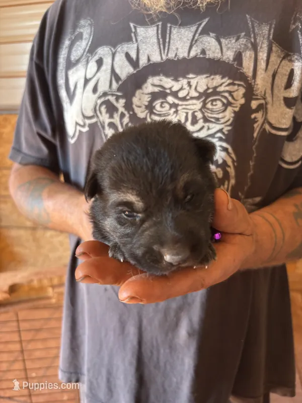 Chevelle AKC  – German Shepherd Dog puppy for sale in Asher, OK