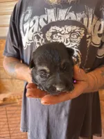 Chevelle AKC , a female German Shepherd Dog for sale in Asher, OK – 1 of 10