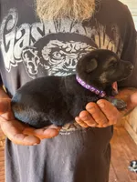 Chevelle AKC , a female German Shepherd Dog for sale in Asher, OK – 5 of 10