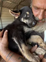 Titan, a male German Shepherd Dog for sale in Asher, OK – 5 of 9