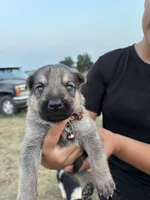 Joey, a male German Shepherd Dog for sale in Asher, OK – 2 of 7