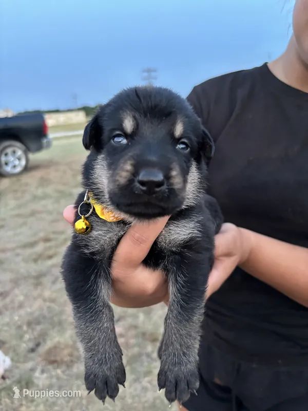 Gracie – German Shepherd Dog puppy for sale in Asher, OK