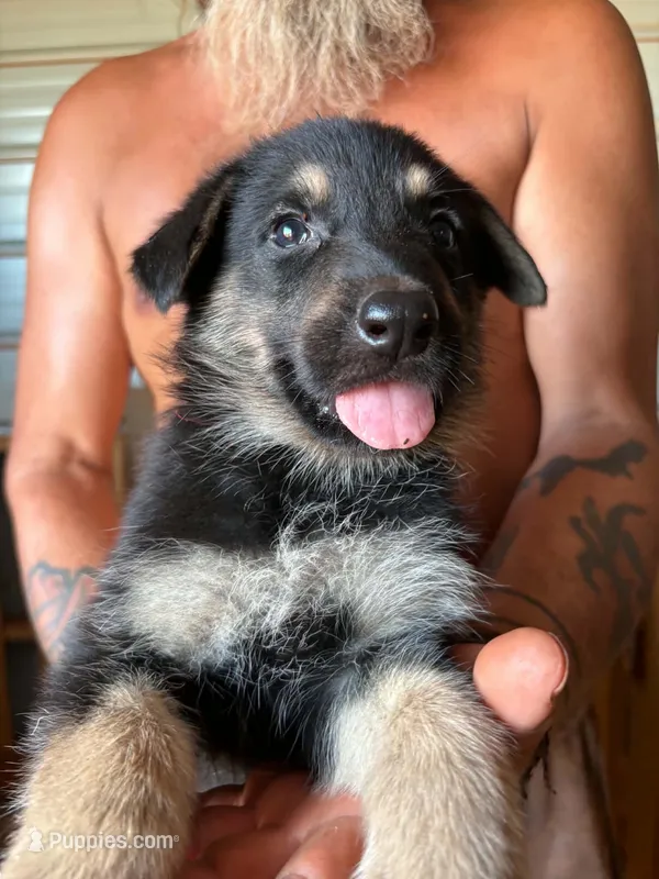 Sooner – German Shepherd Dog puppy for sale in Asher, OK