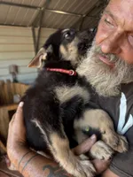 Titan, a male German Shepherd Dog for sale in Asher, OK – 4 of 9