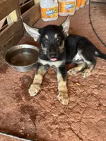 Titan, a male German Shepherd Dog for sale in Asher, OK – 2 of 9