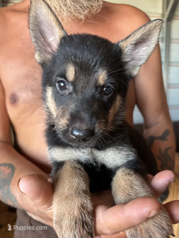 Gracie – German Shepherd Dog puppy for sale in Asher, OK
