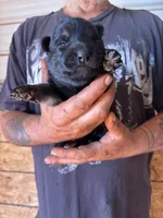 Hemi AKC, a male German Shepherd Dog for sale in Asher, OK – 3 of 10