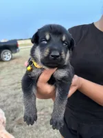 Gracie, a female German Shepherd Dog for sale in Asher, OK – 3 of 7