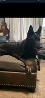 Shelby AKC , a female German Shepherd Dog for sale in Asher, OK – 6 of 10