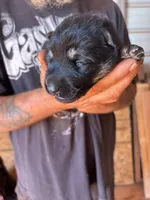 Nova AKC , a female German Shepherd Dog for sale in Asher, OK – 2 of 10
