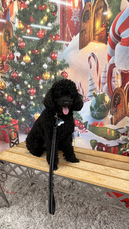 Elly – Poodle - Miniature  puppy for sale in Seattle, WA
