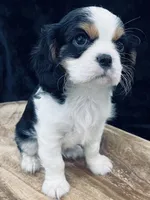Akc Cavaliers, a  Cavalier King Charles Spaniel for sale in Elizabethtown, KY – Photo 5 of 6
