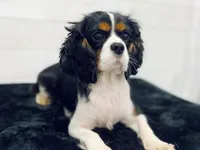 Akc Cavaliers, a  Cavalier King Charles Spaniel for sale in Elizabethtown, KY – Photo 6 of 6