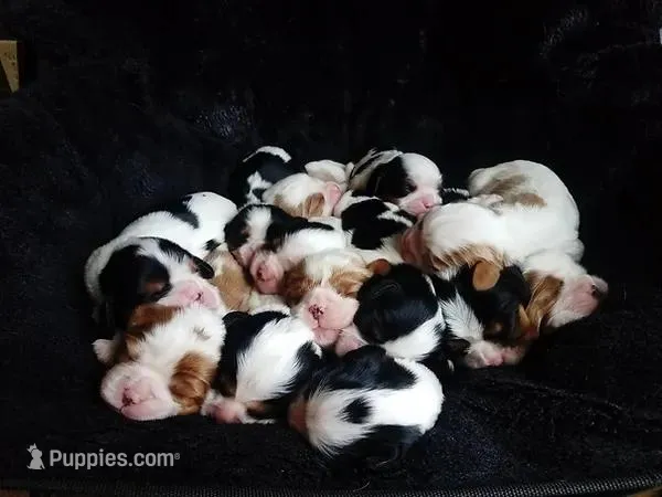 Akc Cavaliers – Cavalier King Charles Spaniel puppy for sale in Elizabethtown, KY