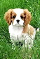 Akc Cavaliers, a  Cavalier King Charles Spaniel for sale in Elizabethtown, KY – Photo 4 of 6