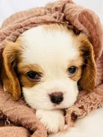 Akc Cavaliers, a  Cavalier King Charles Spaniel for sale in Elizabethtown, KY – Photo 2 of 6