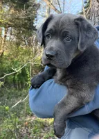 AKC Daffy Charcoal Lab, a male Labrador Retriever for sale in Elizabethtown, KY – Photo 3 of 4