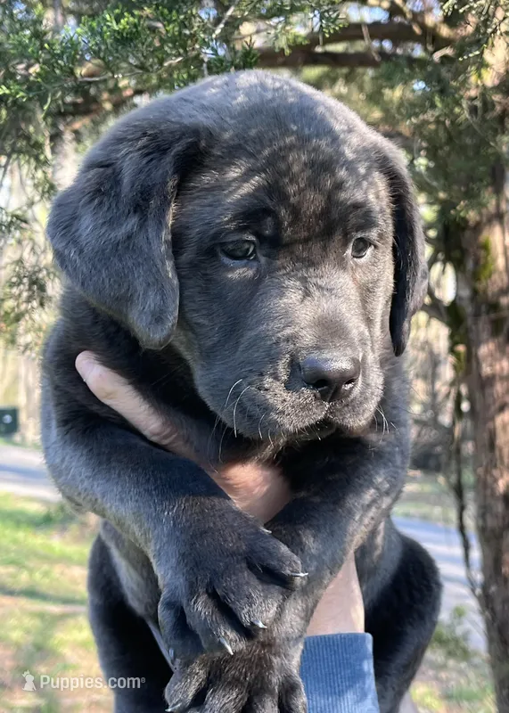 AKC Daffy Charcoal Lab – Labrador Retriever puppy for sale in Elizabethtown, KY