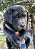 AKC Daffy Charcoal Lab, a male Labrador Retriever for sale in Elizabethtown, KY – Photo 1 of 4