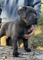 AKC Daffy Charcoal Lab, a male Labrador Retriever for sale in Elizabethtown, KY – Photo 4 of 4