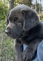 AKC Daffy Charcoal Lab, a male Labrador Retriever for sale in Elizabethtown, KY – Photo 2 of 4