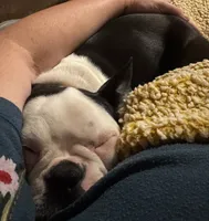 Tazzy, a female Boston Terrier for sale in La Veta, CO – 4 of 10
