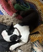Tazzy, a female Boston Terrier for sale in La Veta, CO – 9 of 10