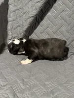 B3, a male Boston Terrier for sale in La Veta, CO – 6 of 10
