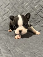 F2, a female Boston Terrier for sale in La Veta, CO – 5 of 9