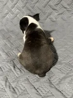 F2, a female Boston Terrier for sale in La Veta, CO – 7 of 9