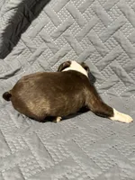 F1, a female Boston Terrier for sale in La Veta, CO – 7 of 9