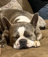 Dave, a male Boston Terrier for sale in La Veta, CO – 7 of 7